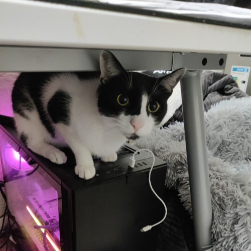 A black-and-white cat crouches on a computer tower under a desk. A gray blanket is nearby, and a white earbud cable is visible.