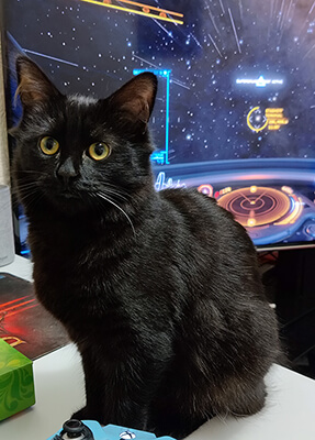 Nova a black long haired cat