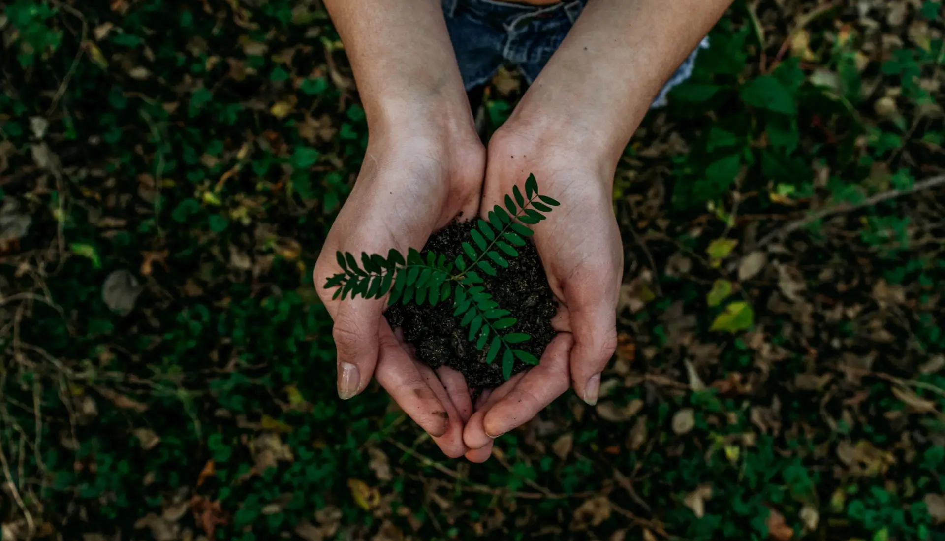 an image of hands holding a plant